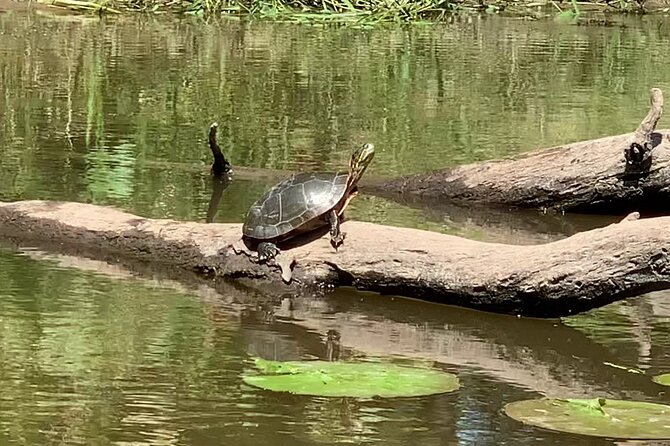 Canoe/Kayak Tour of Mississippi Wildlife & Fish Refuge - The Sum Up