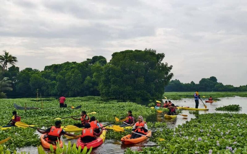 Canoe Ride through Mangroves in Kumbalangi From Cochin - Authentic Insights & Real Guest Experiences