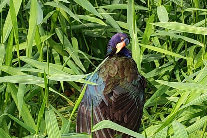 Canoe Tour at Tortuguero National Park - Meeting and Pickup Details