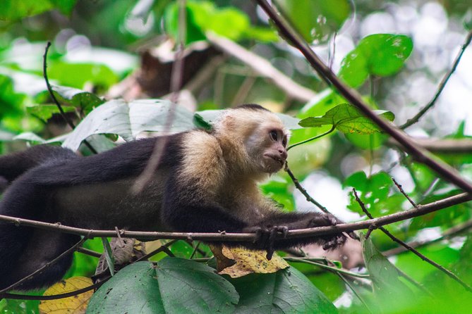 Canoe Tour in Tortuguero National Park - Canoeing Through Tortuguero Wetlands