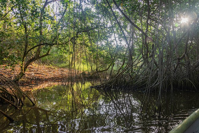 Canoeing & Birdwatching on the Mangrove Forest in La Virgen Swamp - Good To Know