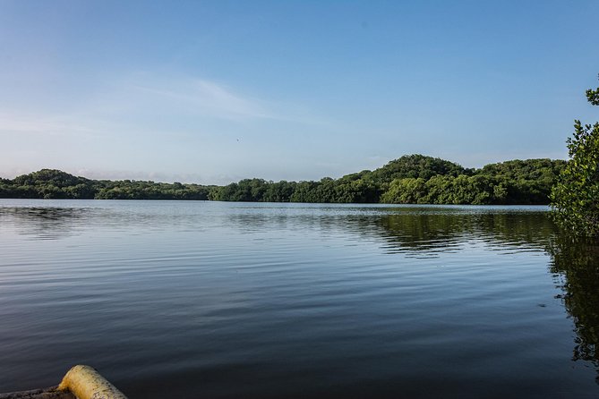 Canoeing & Birdwatching on the Mangrove Forest in La Virgen Swamp - Tour Logistics