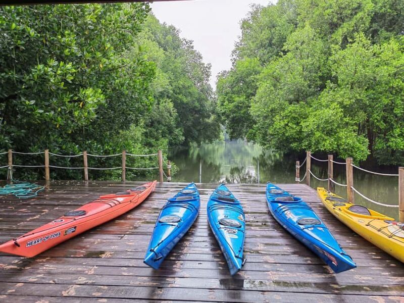 Canoeing Mangrove Experience in Jakarta - Good To Know