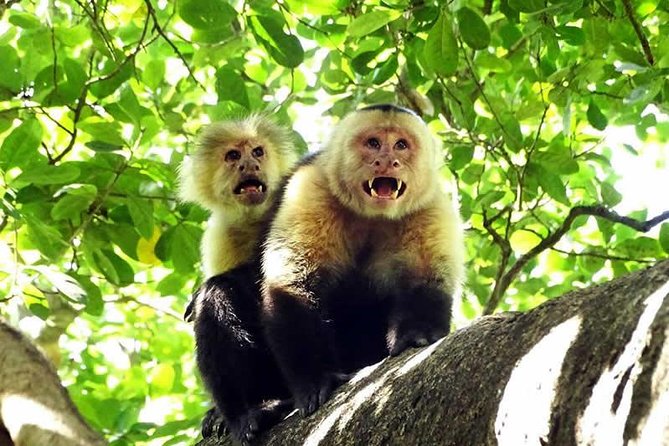 Canopy Tour In Tamarindo Beach - Tour Details