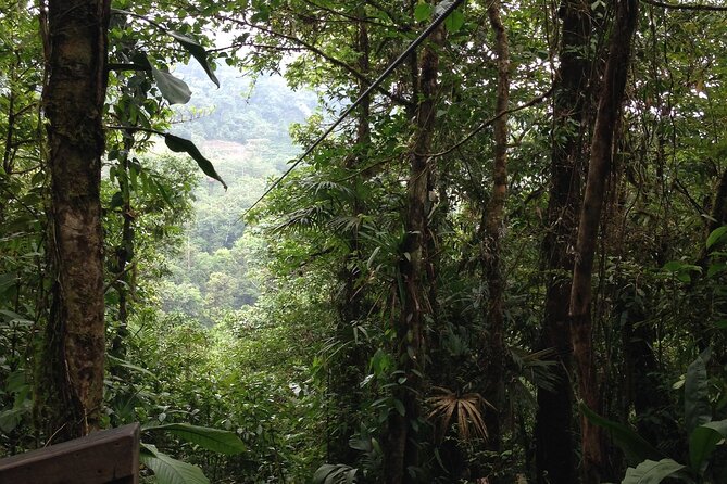 Canopy Tour in the Fabulous Hanging Bridges From San José - Inclusions