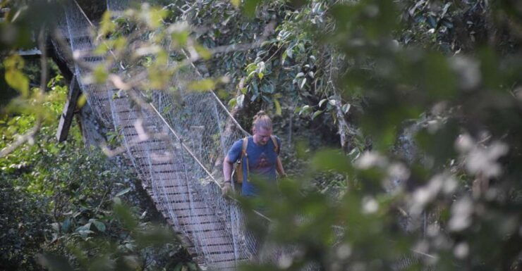 Canopy Walk and Monkey Island - Tour Highlights