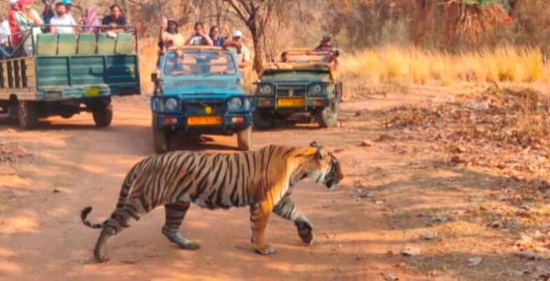 Canter Safari: Skip-the-line Entry Ranthambore Tiger Reserve - Good To Know