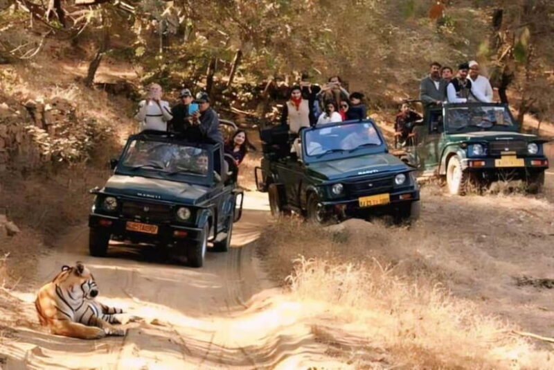 Canter Safari: Skip-the-line Entry Ranthambore Tiger Reserve - An In-Depth Look at the Safari Experience