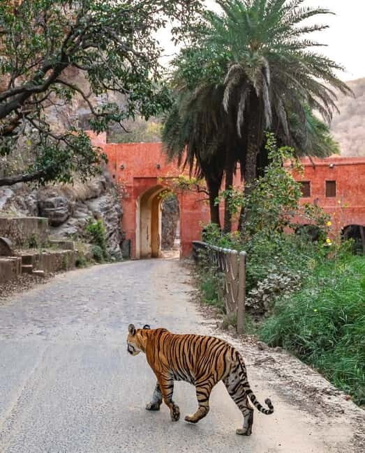 Canter Safari: Skip-the-line Entry Ranthambore Tiger Reserve - The Sum Up