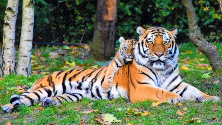 Canter Safari: Skip-the-line Entry Ranthambore Tiger Reserve - Booking and Cancellation Policies