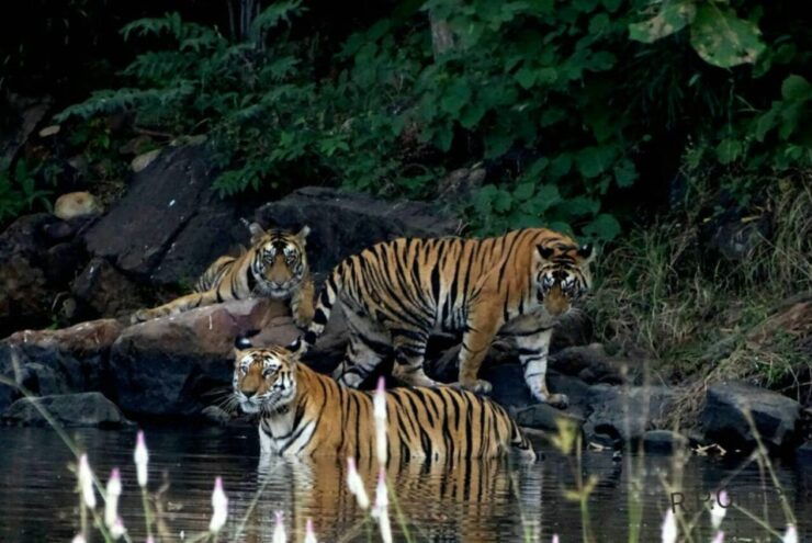 Canter Safari: Skip-the-line Entry Ranthambore Tiger Reserve - Availability and Itinerary Information