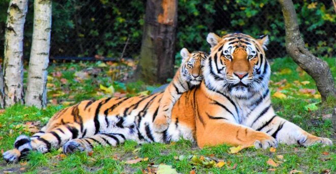 Canter Safari: Skip-the-line Entry Ranthambore Tiger Reserve - Highlights of the Canter Safari