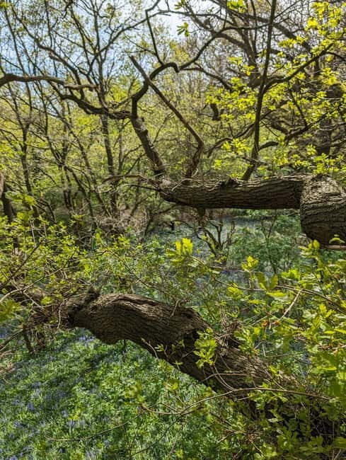 Canterbury: City Nature Tour with Forest Bathing - Good To Know
