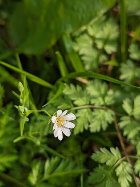 Canterbury: City Nature Tour with Forest Bathing - Exploring the Itinerary in Detail