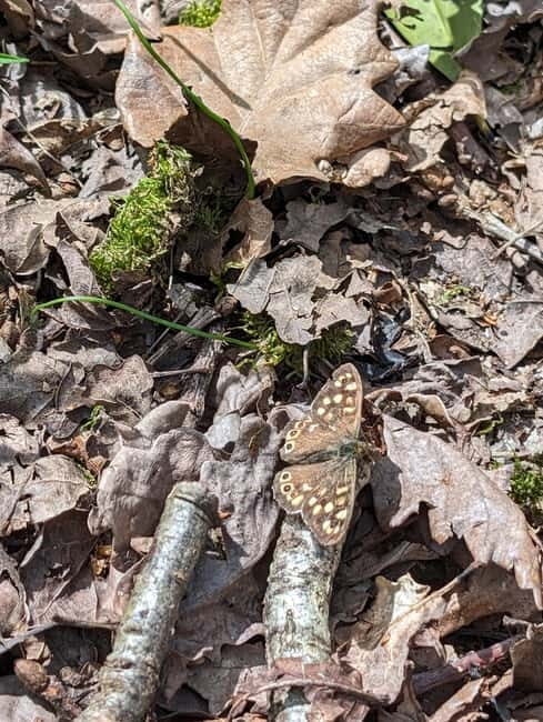 Canterbury: City Nature Tour with Forest Bathing - Practical Details and Considerations