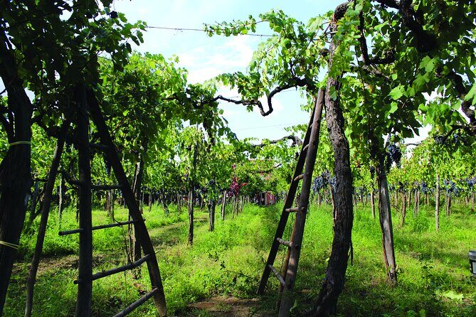 Cantine d'Irpinia: visit and tasting Taurasi from ancient vineyards - Good To Know