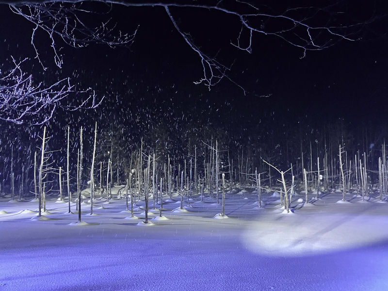 Cantonese and Mandarin/English | Biei Shirogane Blue Pond Illumination + Christmas Tree + White Birch Forest + Ningle Terrace + Shirahige Waterfall | Furano Lunch + Milk Postcard - At a glance