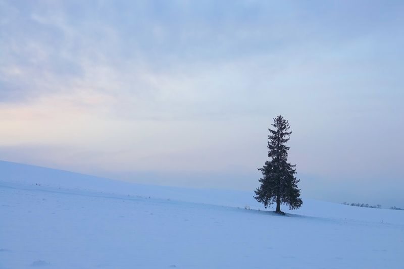 Cantonese and Mandarin/English | Biei Shirogane Blue Pond Illumination + Christmas Tree + White Birch Forest + Ningle Terrace + Shirahige Waterfall | Furano Lunch + Milk Postcard - Furano lunch and Ningle Terrace