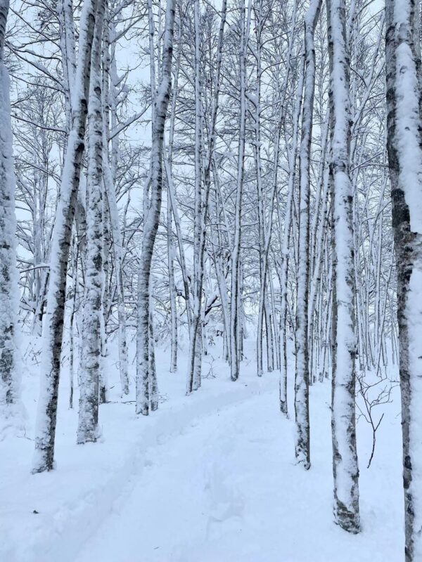 Cantonese and Mandarin/English | Biei Shirogane Blue Pond Illumination + Christmas Tree + White Birch Forest + Ningle Terrace + Shirahige Waterfall | Furano Lunch + Milk Postcard - Shirahige Falls: moving water in a snowy setting