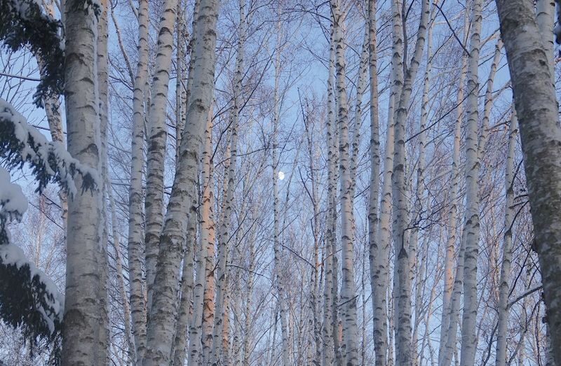Cantonese and Mandarin/English | Biei Shirogane Blue Pond Illumination + Christmas Tree + White Birch Forest + Ningle Terrace + Shirahige Waterfall | Furano Lunch + Milk Postcard - Who should book this tour