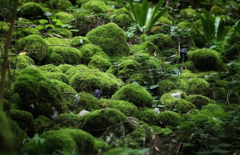 Canyon and Cave Tour from Batumi(Martvili,Okatse,Prometheus) - Who Should Consider This Tour?