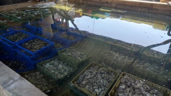 Cap-Ferret With Oysters Tasting - Common Questions