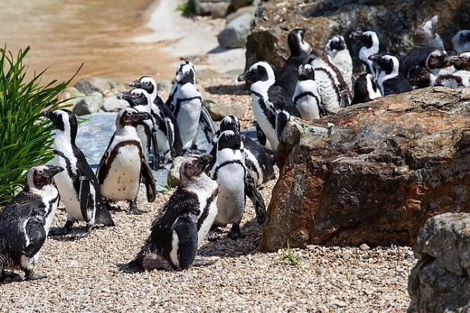 Cape Agulhas Full Day Private Tour - Inclusions