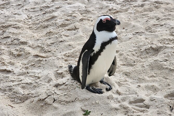 Cape Agulhas, Hermanus Whale Watching, Penguins and Wine Tasting - Lunch at Local Vineyard