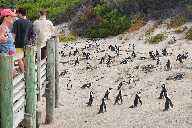Cape Agulhas, Hermanus Whale Watching, Penguins and Wine Tasting - Return to Cape Town
