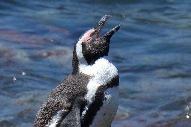 Cape Agulhas Stony Point Nature Reserve - Private Tour for Nature Lovers