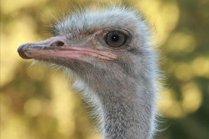 Cape-Experience Small Group to Chapmans Peak & Penguin Colony - Exceptional Tour Guide