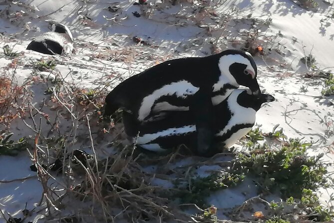 Cape-Experience Small Group to Chapmans Peak & Penguin Colony - Common Questions