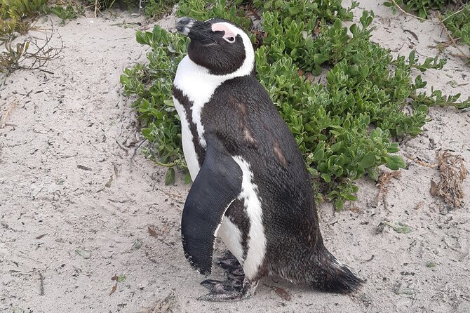 Cape Half-Day Experience to Penguin Colony and Chapmans Peak - Exploring Muizenberg Beach