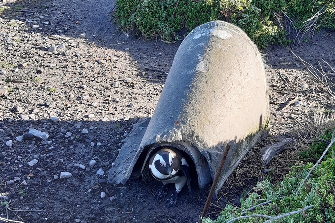 Cape Half-Day Experience to Penguin Colony and Chapmans Peak - Reviews and Ratings