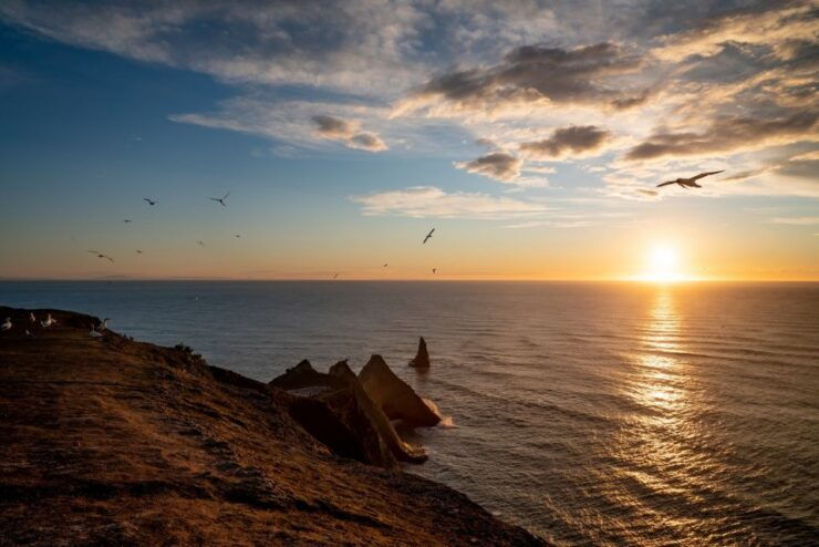 Cape Kidnappers: Gannet Colony Exclusive Sunrise Tour - Experience Highlights