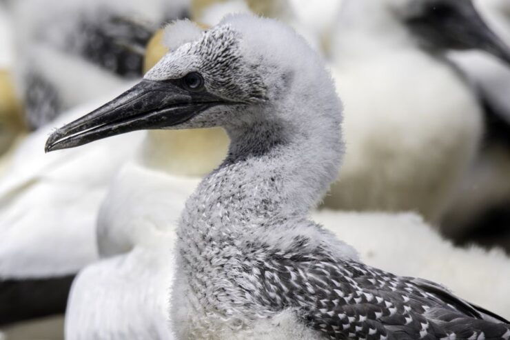 Cape Kidnappers Gannet Colony Private Tour - Good To Know