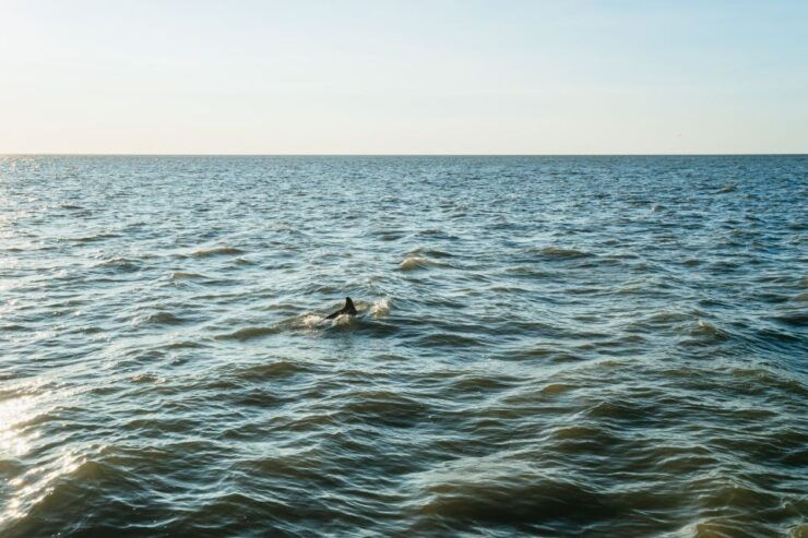 Cape May: Cape May Island Sunset Cruise & Dolphin Watching - Booking Details