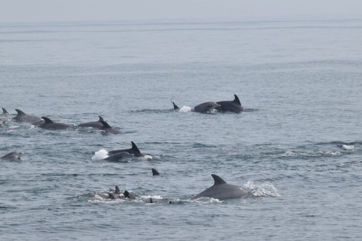 Cape May: Dolphin and Bird Watching Cruise - Tour Highlights