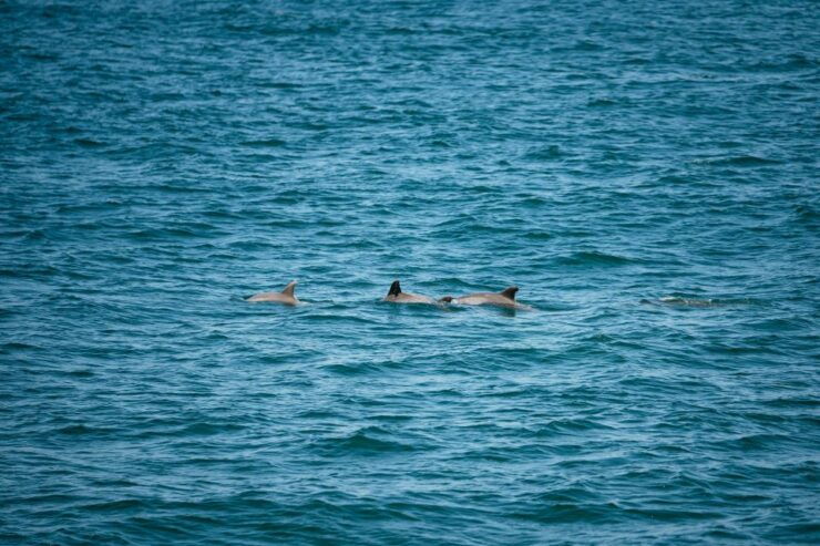 Cape May: Jersey Shore Whale and Dolphin Watching Cruise - Experience Highlights