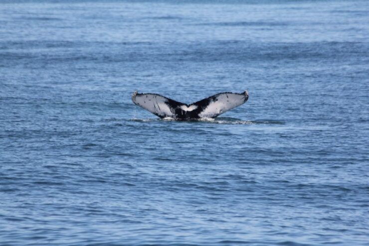Cape May: Scenic Whale and Dolphin Watching Cruise - Booking Information