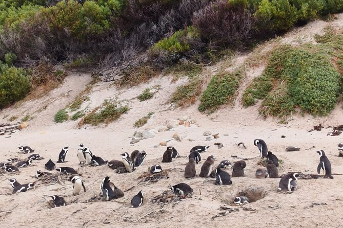 Cape of Good Hope and Boulders Beach Penguins Private Group Tour - Price and Reservation Options