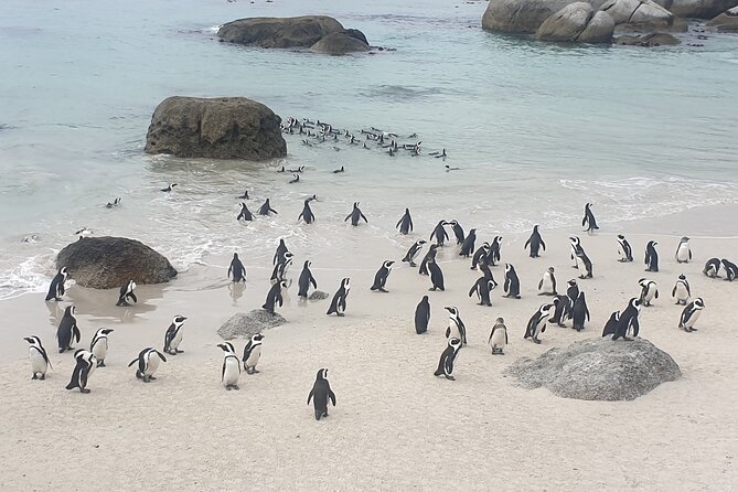 Cape of Good Hope and Cape Winelands Day Tour From Cape Town - Additional Information