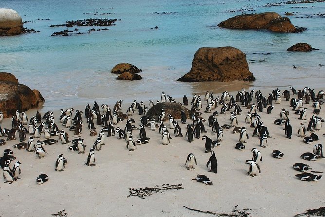 Cape of Good Hope and Penguins Full Day Small Group Tour From Cape Town - Cancellation Policy