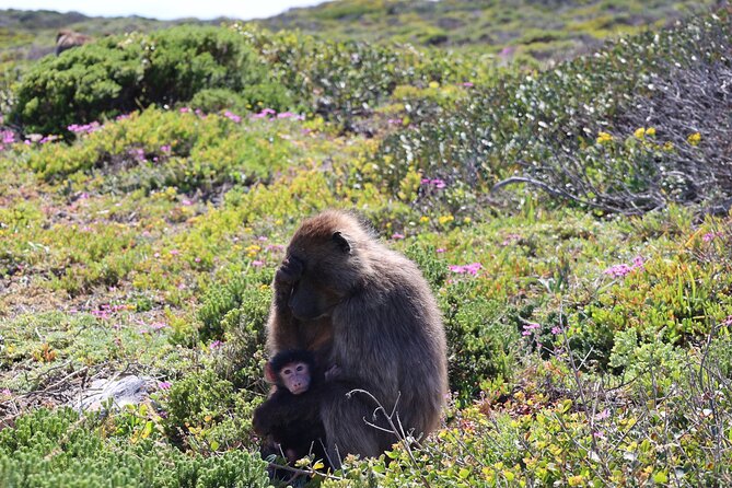 Cape of Good Hope and Table Mountain Day Trip From Cape Town Parks Fees Include - Meeting and Pickup Details