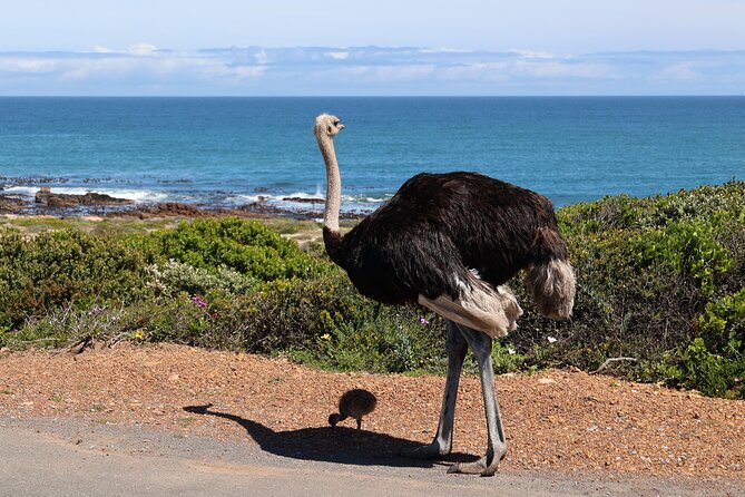 Cape of Good Hope and Table Mountain Day Trip From Cape Town Parks Fees Include - Key Benefits of the Day Trip