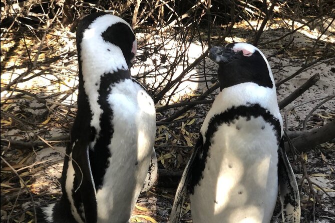 Cape of Good Hope, Boulders Beach Penguins and Wine (Travelers Choice Award) - Cape Point Nature Reserve: A Natural Beauty