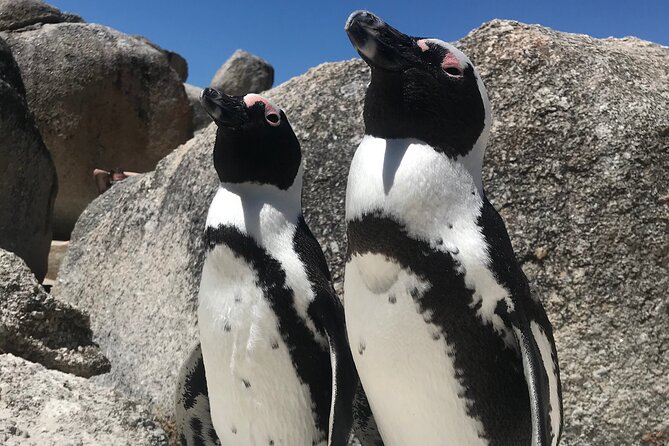 Cape of Good Hope Cape Point for Groups - Recommended Group Size
