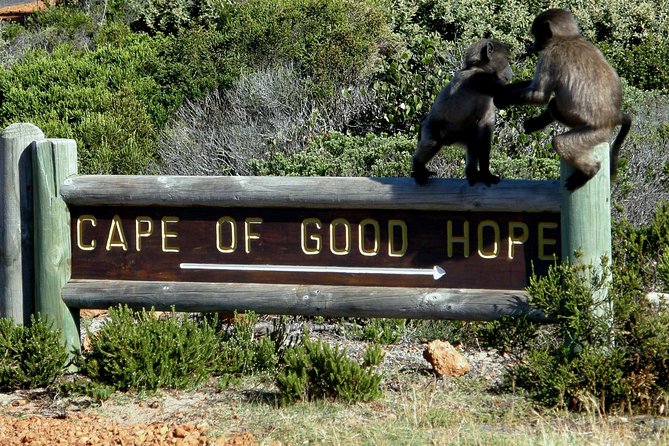 Cape of Good Hope, Cape Point & Penguins Private Customizable Afternoon Tour - Pickup and Drop-off