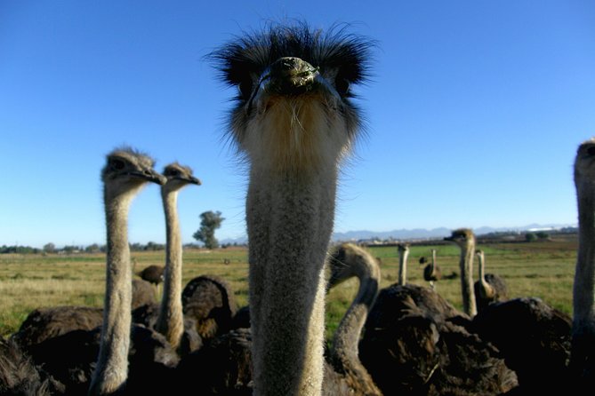 Cape of Good Hope, Cape Point & Penguins Private Customizable Afternoon Tour - Cape of Good Hope