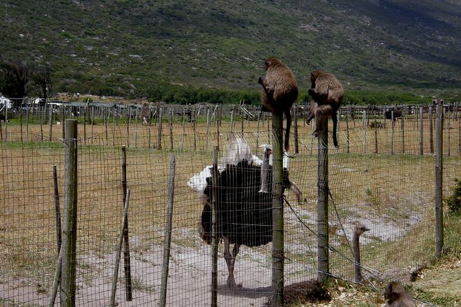 Cape of Good Hope, Cape Point & Penguins Private Customizable Afternoon Tour - Penguins
